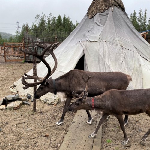 Приключения в Арктике в мини-группе: Териберка, Ловозеро, Хибины и Кировск с активностями