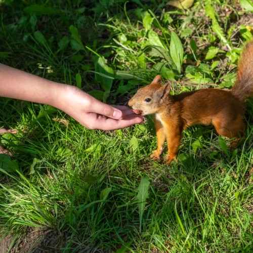 Фотоэкскурсия «Петергоф — столица фонтанов»