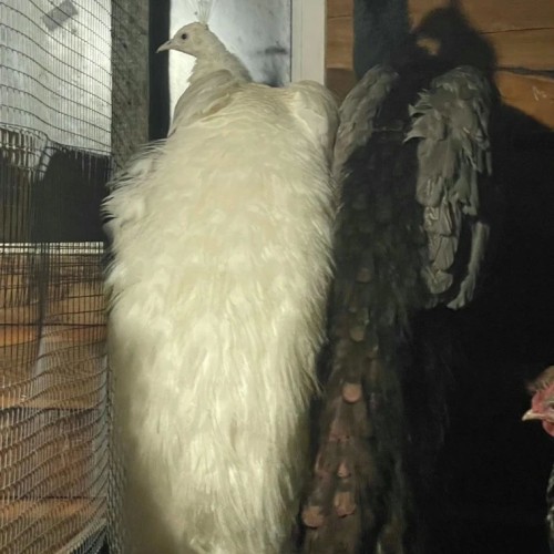 Агроэкскурсия на ферму и мастер-класс с перьями павлина