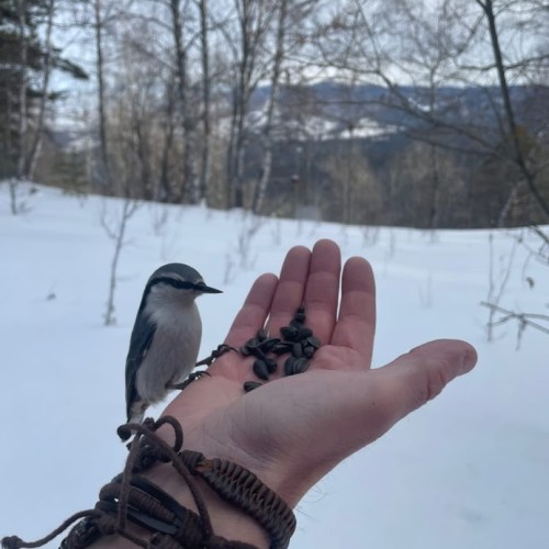 И уносит меня, и уносит меня в звенящий снежный Алтай (мини-группа)