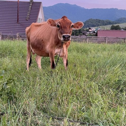 Знакомство с достопримечательностями, флорой и фауной Горного Алтая с проживанием в экодоме