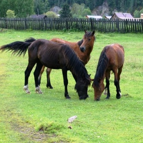 Туда, где высятся Саяны: тур-знакомство с Хакасией