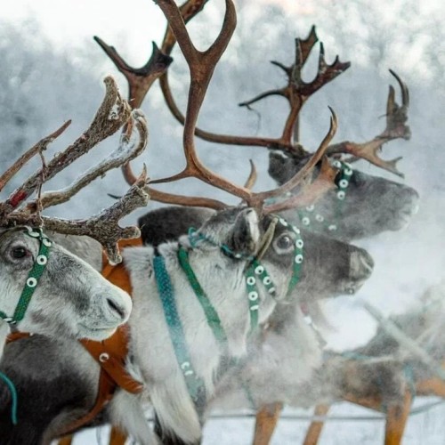Сияние, киты и ты: Арктика с айс-флоатингом и этнопрограммой, выходом в море и посещением Териберки