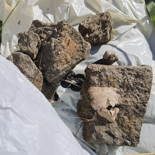 За окаменелостями музейного уровня в Ярославскую область с палеонтологом