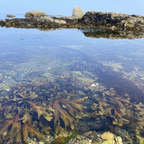 Фантастические пейзажи Сахалина и первозданная природа мыса Крильон