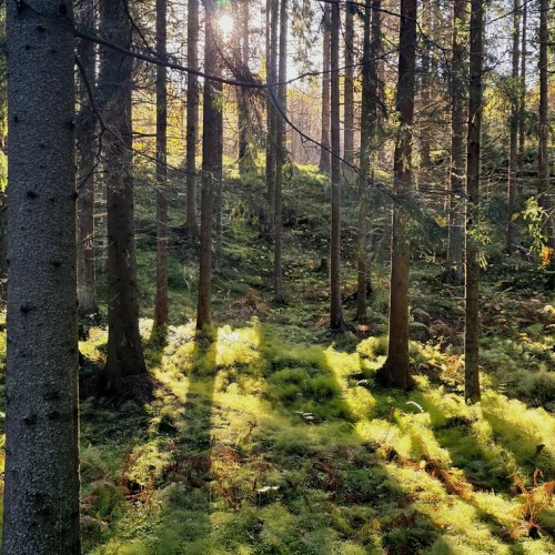 Свидание с Карелией (из Петербурга)