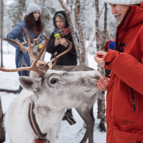 Териберка, Мурманск и деревня саамов: приключения на Кольском с поездкой за сиянием и поиском китов