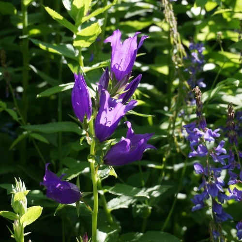 Треккинг-тур для активных по природным локациям Архыза без палаток