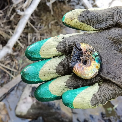 За окаменелостями музейного уровня в Ярославскую область с палеонтологом
