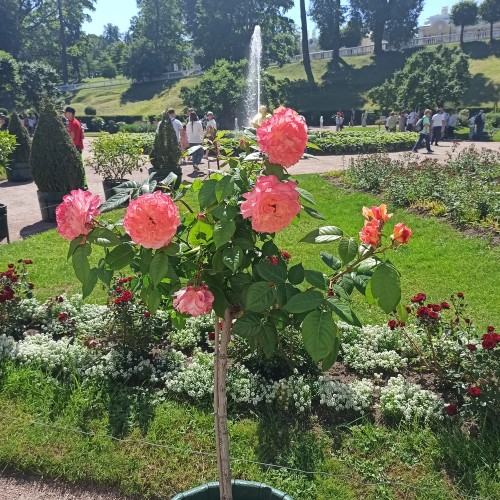 К фонтанам Петергофа — с ветерком на метеоре