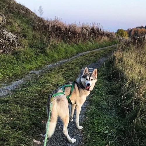 Долина водопадов и треккинг по карельскому лесу с хаски!