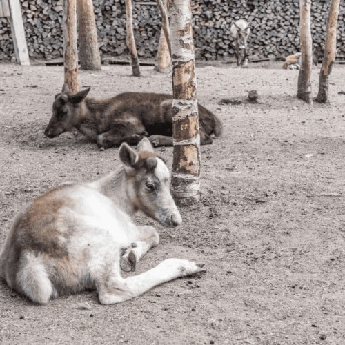 Териберка, Мурманск и деревня саамов: приключения на Кольском с поездкой за сиянием и поиском китов
