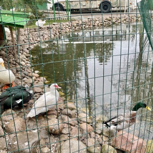 Приморский Парадиз — Сестрорецк, Репино, Комарово и Зеленогорск. Индивидуальная экскурсия