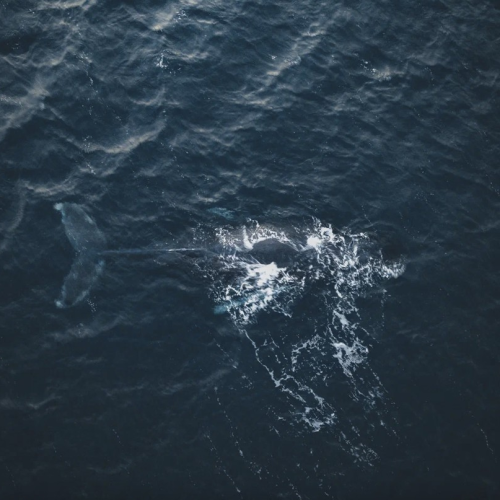 Арктические приключения: морская прогулка в поисках китов, Териберка и этническая деревня