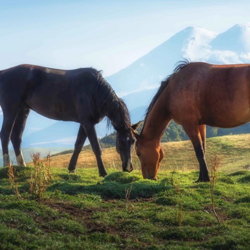Наедине с Кавказом: вкусная перезагрузка в горах