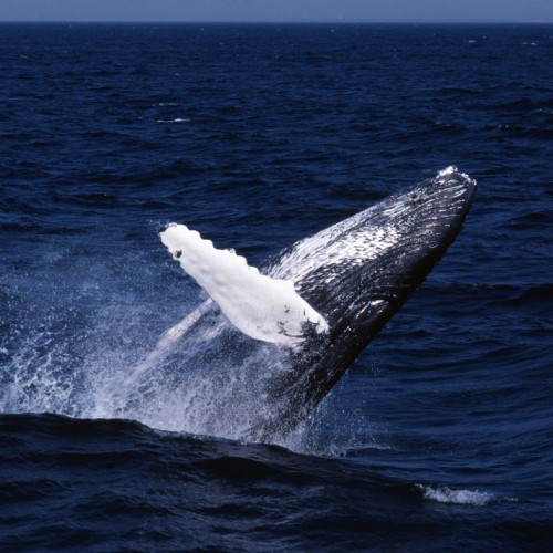 Киты, квадроциклы, сапы и деликатесы — Кольский на максималках