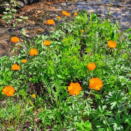 Сказочные Саяны: треккинг в природном парке «Ергаки»