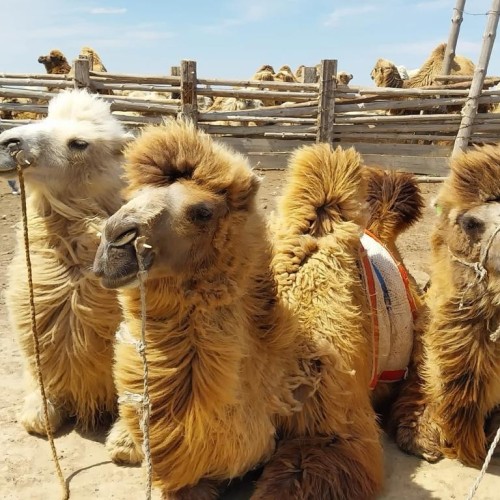 В Элисту из Волгограда на автобусе: вальс тюльпанов, этнопрограмма, мастер-классы и «Страна Бумба»