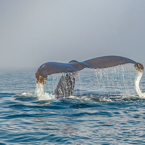 Почувствуй край земли: магия дальних островов Кунашир и Шикотан в мини-группе