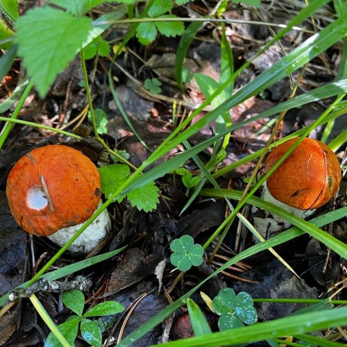 Комфортный треккинг-тур по национальным паркам Южного Урала