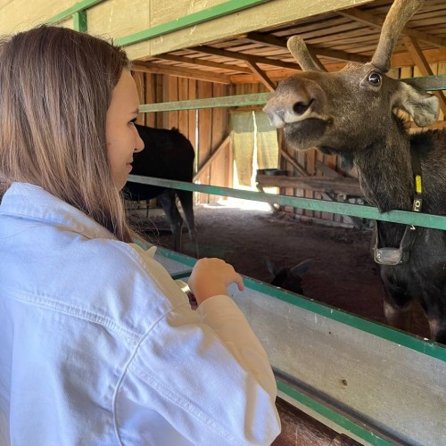 Костромские выходные с дегустацией сыра и посещением лосиной фермы