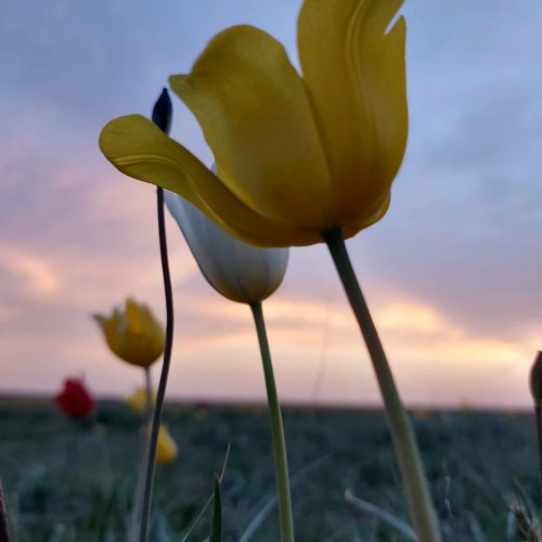На выходные в Калмыкию: Элиста и цветущие степи