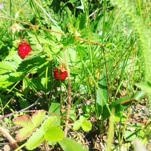 Бирюзовая Катунь и тропа предков — из Горно-Алтайска