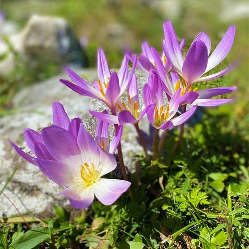 Лёгкий треккинг в горах Домбая с комфортом