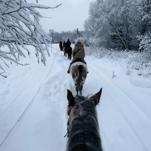 Конное путешествие в сердце Выборга — из Петербурга