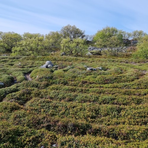 Ваше персональное путешествие вглубь веков: петроглифы, Кижи и Соловецкий монастырь