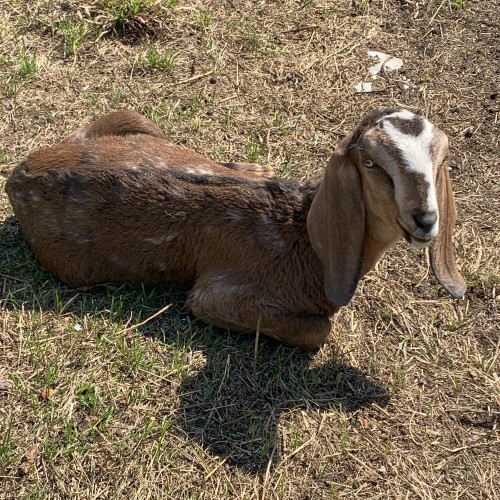 Сердце Алтая: легенды и тайны Чемальского тракта