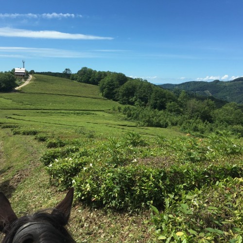 На лошадях по предгорьям Сочи: прогулки для новичков и опытных всадников