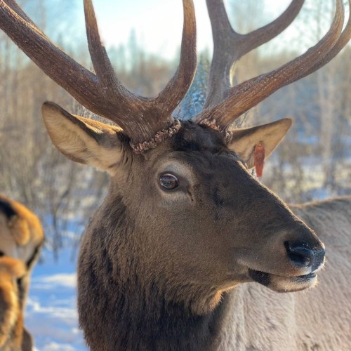 Тажераны, Малое Море и Ольхон: магия зимнего Байкала в индивидуальной поездке