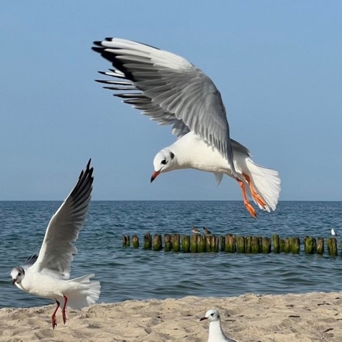 Отпуск у Балтийского моря: Зеленоградск и топовые места области