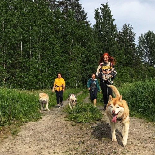 Долина водопадов и треккинг по карельскому лесу с хаски!