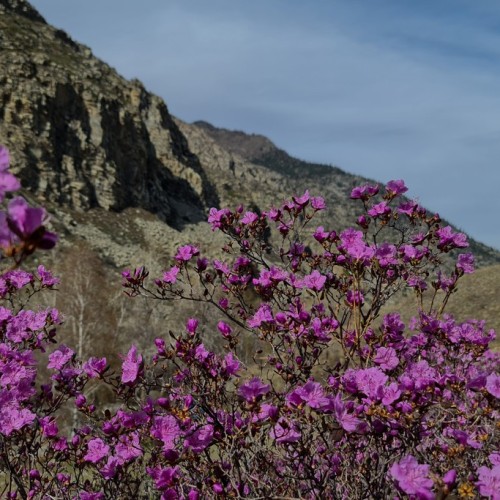 Алтай в красках мая: активное путешествие по знаковым локациям