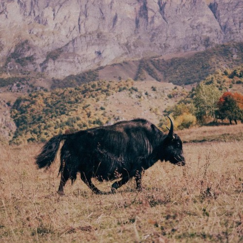 Весь Кавказ за 4 дня в мини-группе: Архыз, Домбай, Эльбрус и окрестности Кисловодска