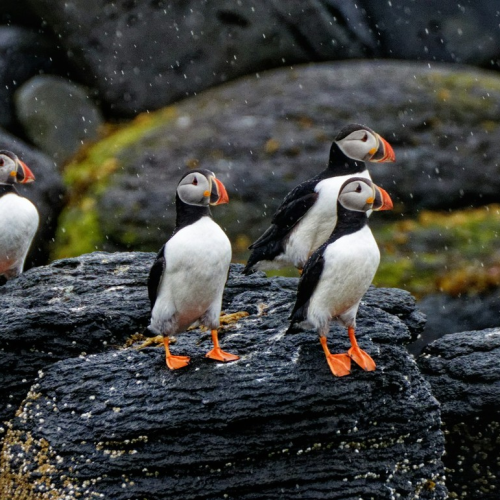 Навстречу гренландским китам: экспедиция к Шантарским островам с лекциями биологов