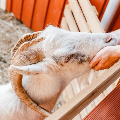 Гастрономический Выборг — из Петербурга