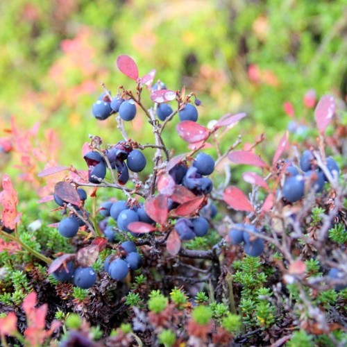 Экстремальная экспедиция на вездеходах: 1000 км вдоль Баренцева и Белого морей (всё включено)