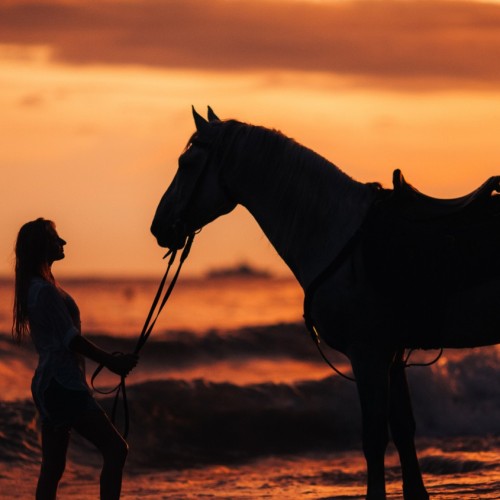 Конные прогулки для уверенных всадников: горы, море, чайные плантации и реликтовые леса Сочи