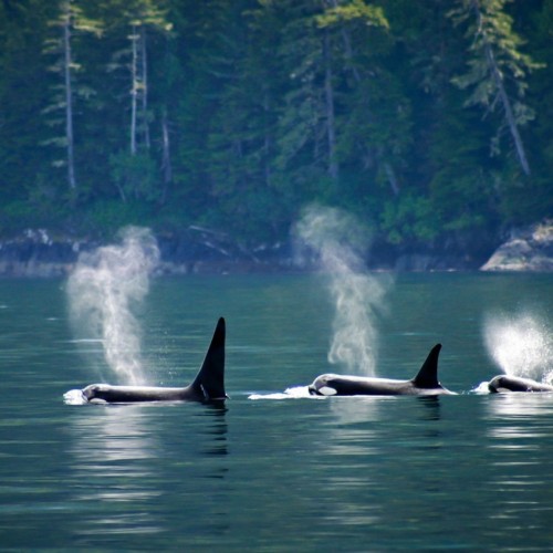 За деликатесами и к сивучам на Сахалин