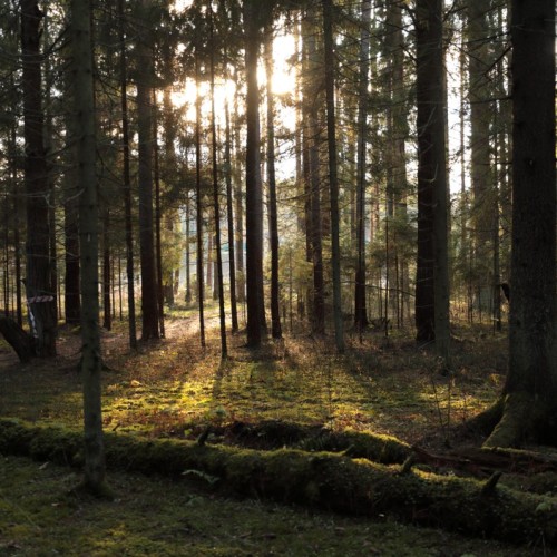 По тропам Торжокского района: пеший поход с рюкзаками