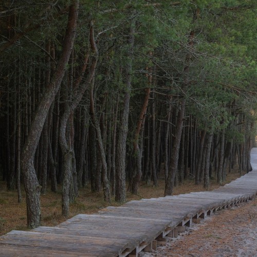 Насыщенный трип по Калининграду: дегустации, необычные маршруты, органный концерт и рыцарский турнир