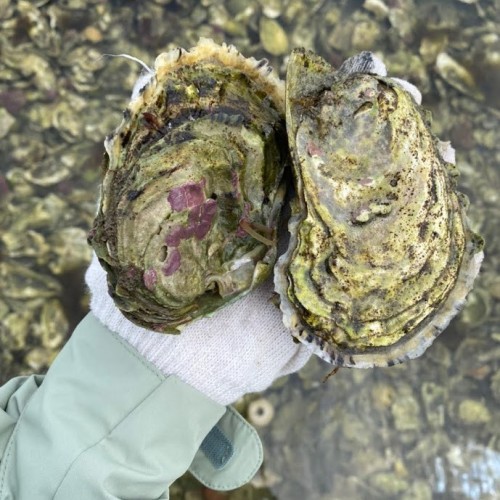 За деликатесами и к сивучам на Сахалин