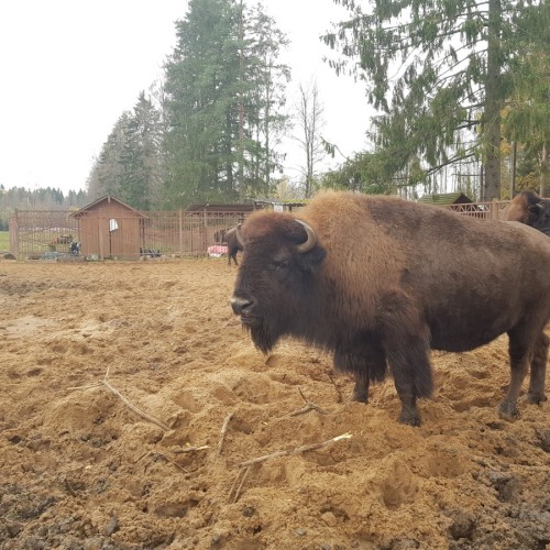 Верхом по Кавголовскому лесопарку — к питомнику зубробизонов