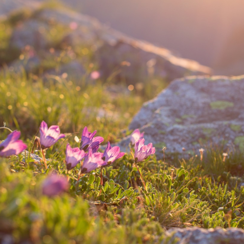 2 знаковых курорта Кавказа: индивидуально на джипах по Архызу и Домбаю (из Минеральных Вод)
