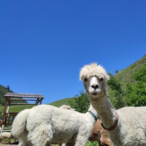 Кавказ для вас индивидуально: горный Кисловодск, легендарный Домбай и Верхняя Балкария