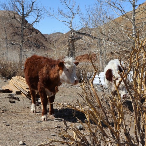 Тур по главным и редким местам Алтая на УАЗах: Чуйский тракт, горы, урочища, озёра и скалы
