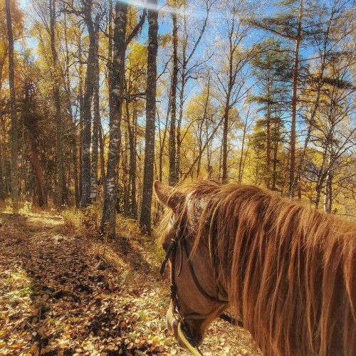 Конный тур для новичков по осеннему Алтаю с проживанием на базе. Всё включено